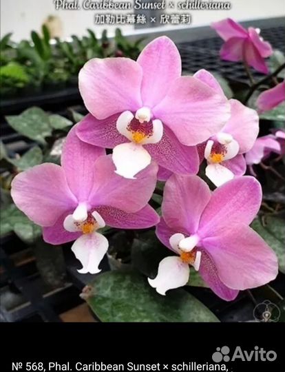 Орхидея Saribbian Sunset Schilleriana