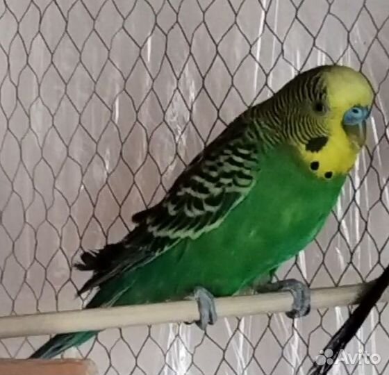 Волнистый попугай самец и самка с большой клеткой