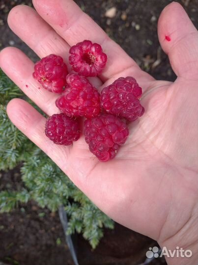 Кусты малины