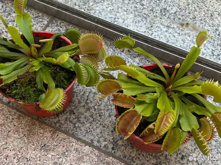 Венерина мухоловка (хищные растения)
