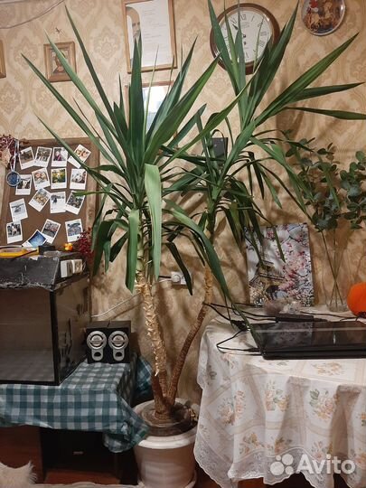 Комнатные растения