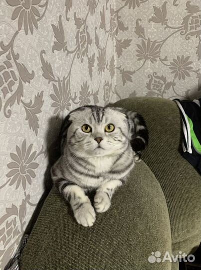 Вязка шотландский котик