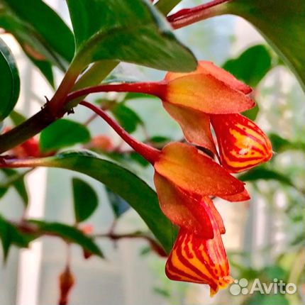 Нематантус Грегариус (золотая рыбка)