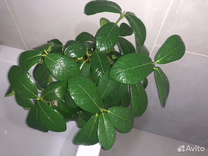 Фикус индонезия