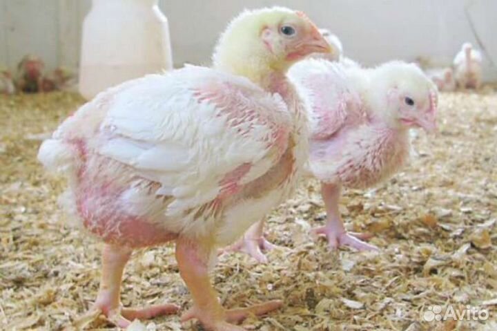 Супер бройлер Коббы