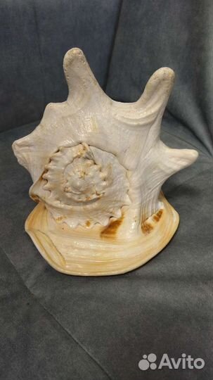 Ракушка морская большая