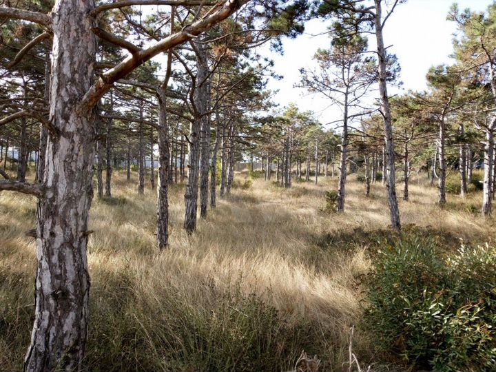 Участок 5,7 сот. (СНТ, ДНП)