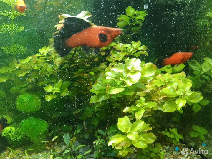 Аквариумные растения прополка