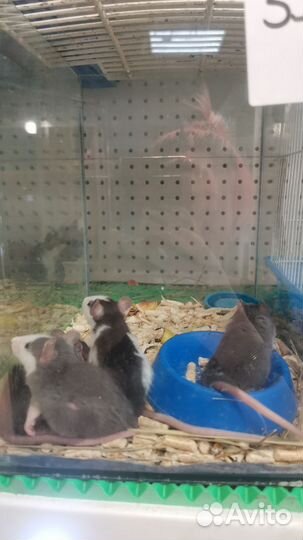 Грызуны/Крысы/Песчанки