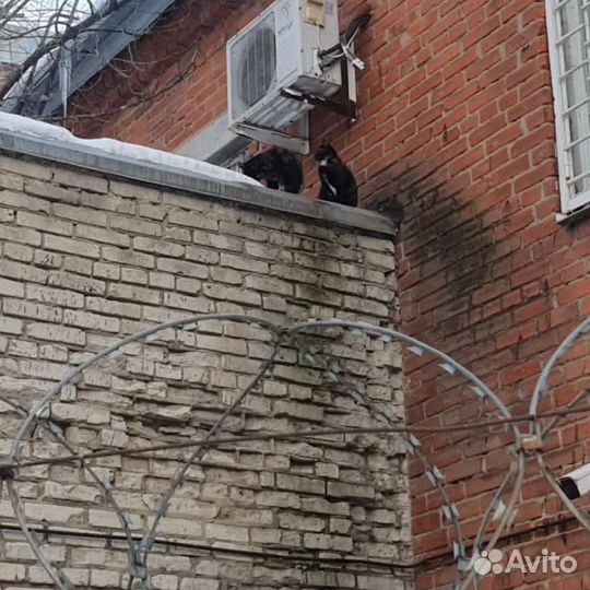 Мольба бездомной кошки