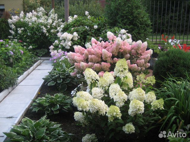 Гортензия метельчатая