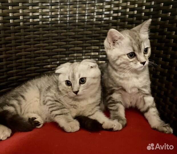 Шотландские котята