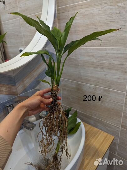 Ростки спатифиллума