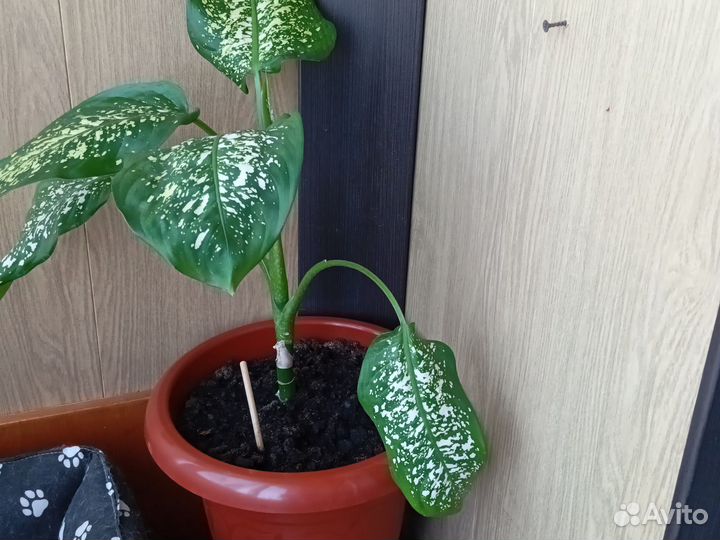 Диффенбахия Монстера