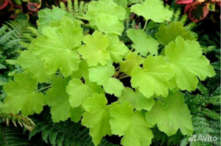 Многолетние растения