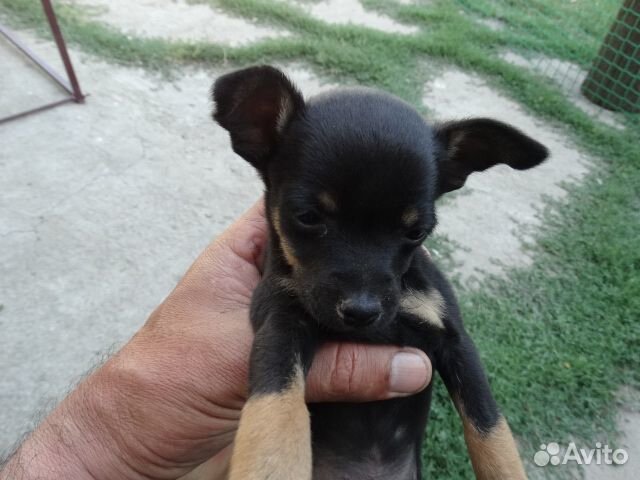 Продаются щенки той терьера