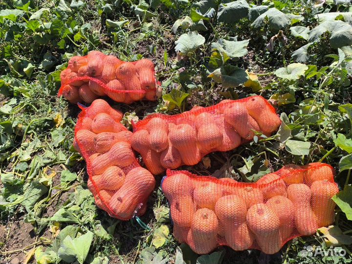 Тыква Матильда