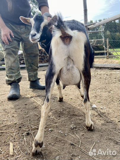 Дойная камерунская коза