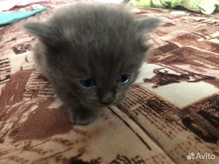 Кошка в дар