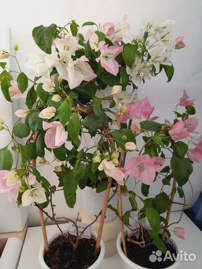 Бугенвиллия более 90 сортов