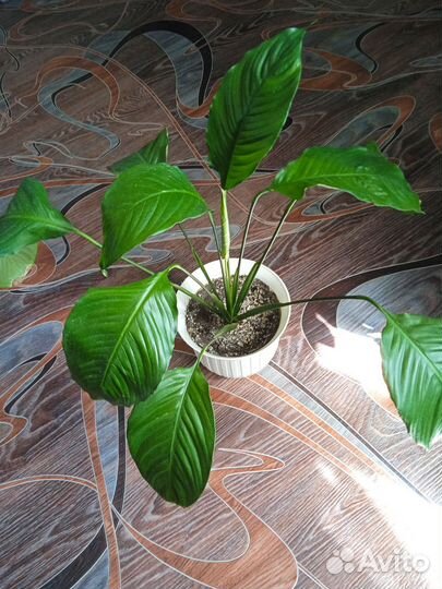 Замиокулькас, спатифиллум и др.комнатные цветы