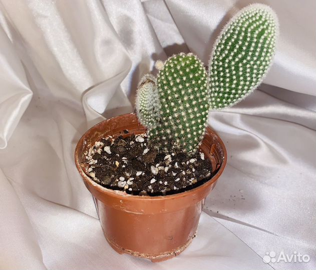 Кактус - опунция