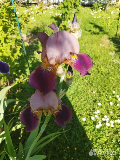 Ирисы бородатые