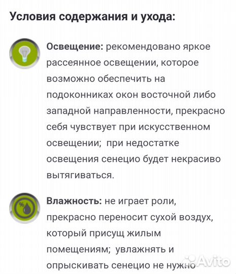 Крестовник Роули