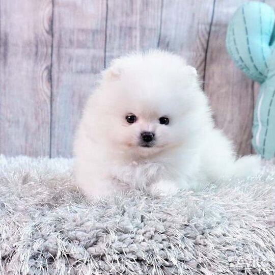 Мини и микро Белые Померанские Шпиц