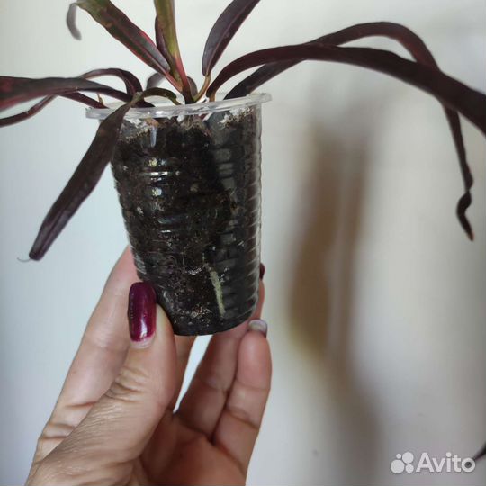 Кодиеум кротон