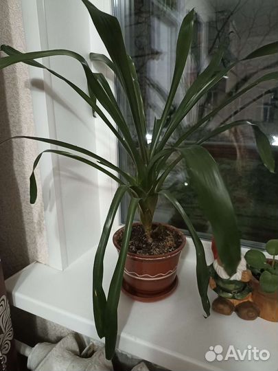 Эхмея (взрослое растение)