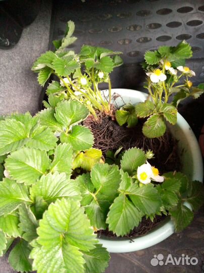 Земклуника Купчиха