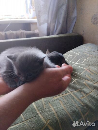 Котята