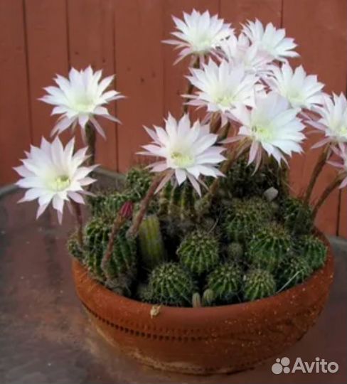 Кактус детки