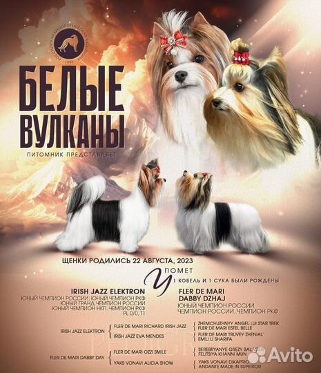 Щенки бивер йорка