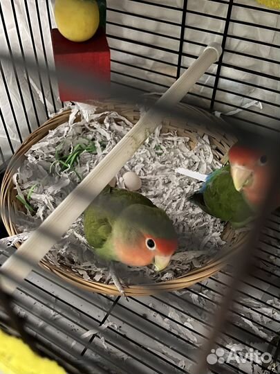 Попугай неразлучники с клеткой