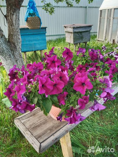 Петуньи в горшках