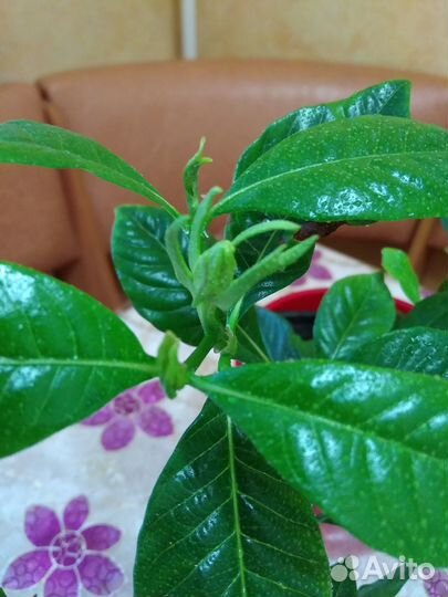 Гардения жасминовидная