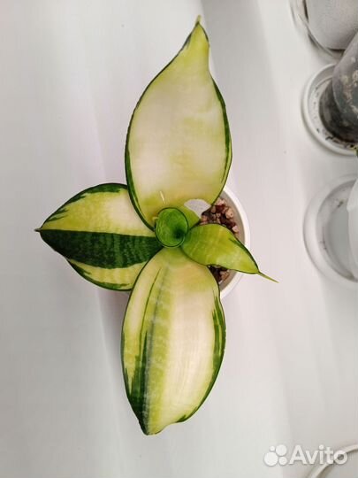 Сансевиерия ханни вариегатная