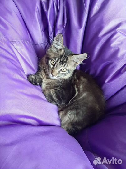 Котята мейн-кун