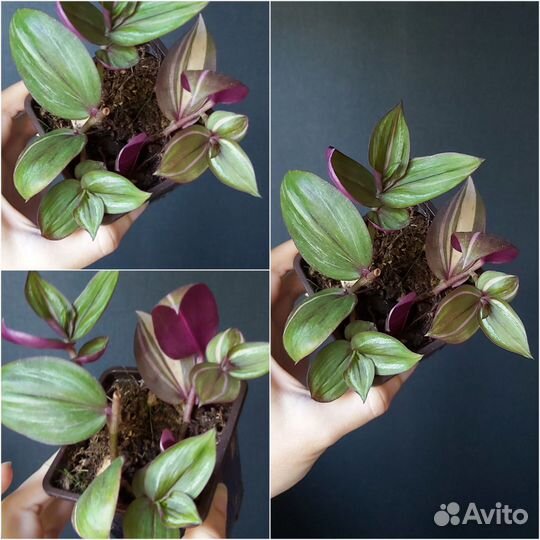 Традесканции сортовые