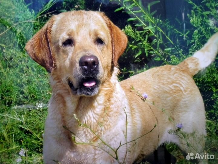 Домашняя передержка собак