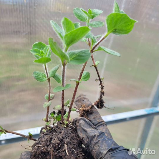 Саженцы мяты и мелисы