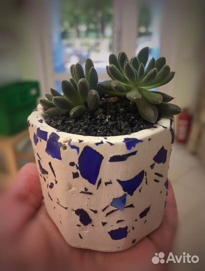 Суккуленты, кактусы в кашпо бетон