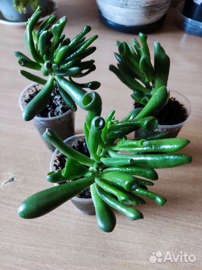 Крассула хоббит суккулент