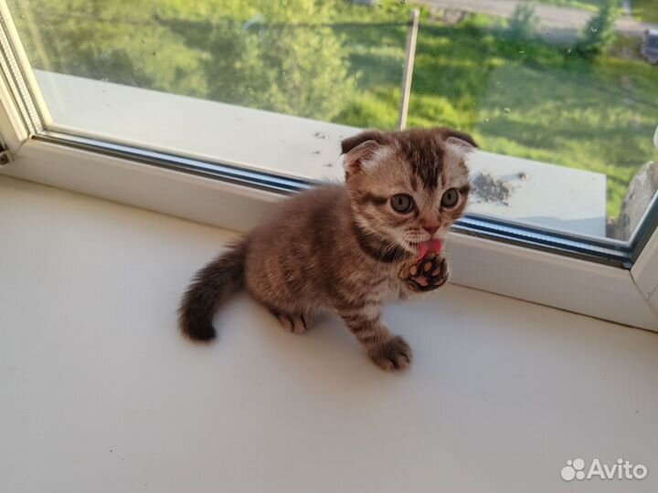 Британская вислоухая