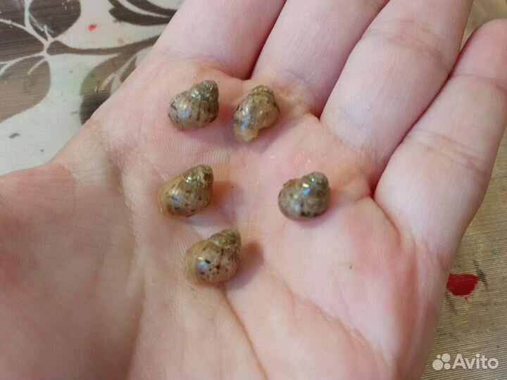 Улитки ахатины(ахатина Фулика)