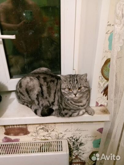 Британский кот