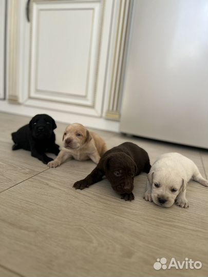 Щенки лабрадора