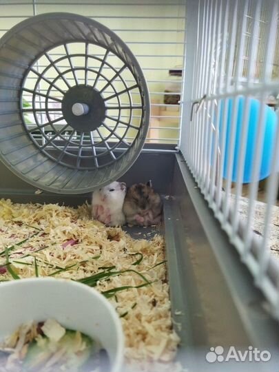 Джунгарский хомяк